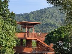 -银湖山郊野公园-相思林