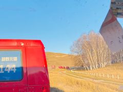 -乌兰布统景区-白桦林