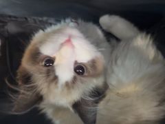 -中农大我爱我爱动物医院·核磁CT·猫病·24小时夜诊中心(石佛营店)