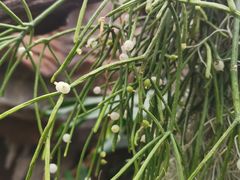 -北京植物园-展览温室