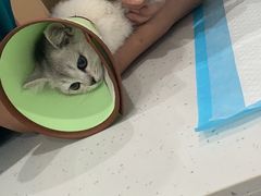 -贝利宠物医院·骨科·眼科·肿瘤转诊中心(南坪诊疗中心)