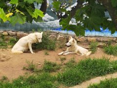 -西霞口神雕山野生动物世界