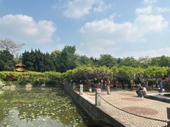 -嘉定紫藤园