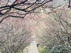 -香雪海