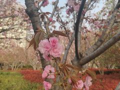 -高东镇樱花园