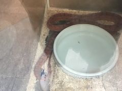 -上海大自然野生昆虫馆(东方明珠·爬宠昆虫探索中心)