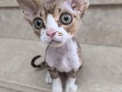 -艾贝尔宠物医院 ·内科全科(梁溪路店)