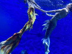 -海合安武汉极地海洋公园