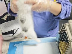 -半岛宠物医院24小时(科华中路店)