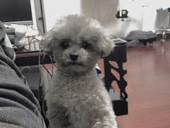 -多卡布奇宠物生活馆(上林世家店)