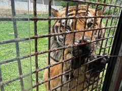 -贵州森林野生动物园