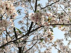 -高东镇樱花园