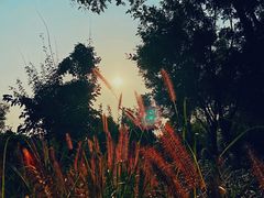 -大兴滨河森林公园