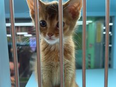 -FAELING PETS美天灵宠物(合生汇店)