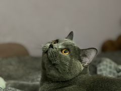 -猫大福·Fortune Cat猫舍(百子湾店)