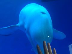 -芜湖新华联大白鲸海洋公园