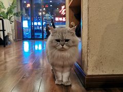 -猫友咖啡店(玉林西路店)