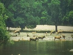 -北京麋鹿生态实验中心