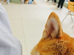 -怪兽屋·羊驼·猫咖·狗咖(俊华广场店)