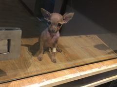 -八公叔叔宠物美容连锁(春申店)