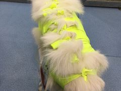 -伟伟宠物医院·CT影像中心·瑞派犬猫综合性门诊(汉口总院)