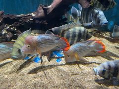 -沙沙哗啦海洋馆(华宇百花谷店)
