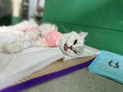 -利又安动物医院··老年病·猫科犬科·中兽医