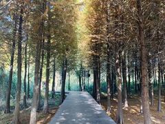 -溱湖国家湿地公园