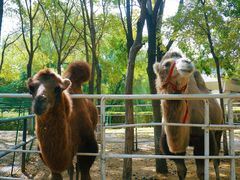 -长白岛森林公园