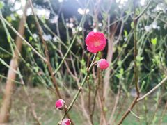 -广州市白云山风景名胜区