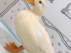 -白夜2D咖啡馆