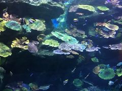 -暹罗海洋世界