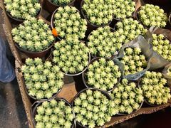 -循礼门鲜花花市(武汉循礼门店)