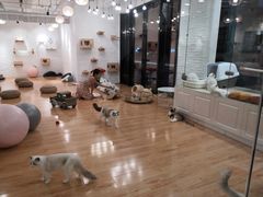 -momokira米努特·德文卷毛猫·棉花面纱犬