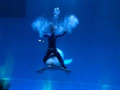 -芜湖新华联大白鲸海洋公园