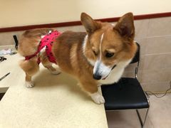 -艾贝尔宠物医院·狂犬免疫点(江山金象城店)