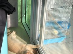 -屋虎猫馆(宝安大仟里店)