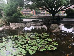 -神仙树公园