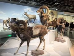 -陕西自然博物馆