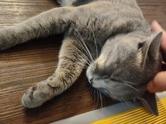 -猫岛主趣味餐厅(鼓浪屿店)