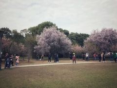 -武汉大学-樱园