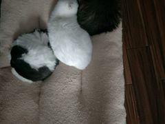 -纳吉亚猫专科动物诊疗中心(蒋宅口分院)