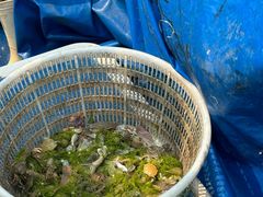 -日照世帆赛基地