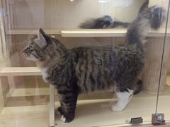 -爪爪喵星球·猫舍(前海卓越店)