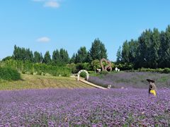 -紫颐香薰山谷景区