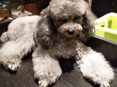 -more than meow吴止猫主题餐厅(承德 中船汇店)