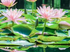 -白鹭湾湿地公园