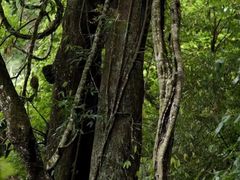 -西双版纳原始森林公园