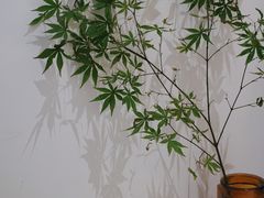 -肥朵食堂(带梦胡同店)