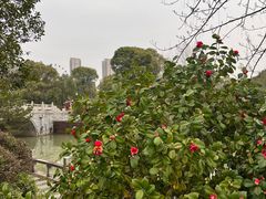 -八大山人梅湖景区